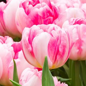 チューリップ フォックストロット FOXTROT 八重咲き22球パック