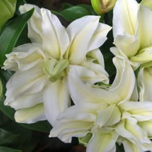 オリエンタルリリー ルドヴィナ 球根　3球セット ゆり ユリ 百合 秋植え 冬植え 春咲き 球根 イングリッシュガーデン