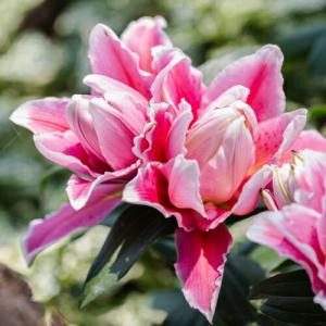 オリエンタルリリー サマンサ 球根　1球 ゆり ユリ 百合 秋植え 冬植え 春咲き 球根 イングリッシュガーデン