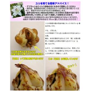 オリエンタルリリー ホワイトトルネード 球根 ...の詳細画像1