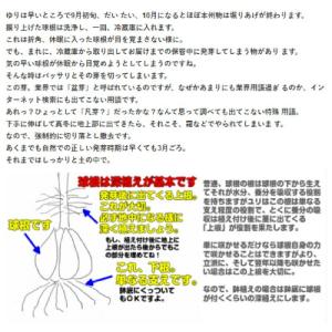 オリエンタルリリー ホワイトトルネード 球根 ...の詳細画像2