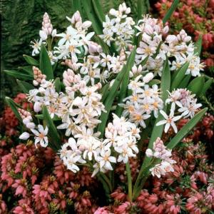 すべての花の画像 ベストシラー 球根