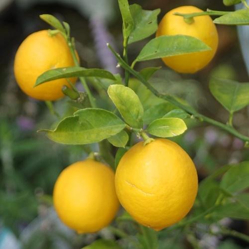 種なしレモン 4.5号 (直径13.5cm) シードレスレモン  果樹苗木 柑橘類 常緑樹 たねなし...