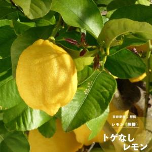 レモンの木 苗 果樹 柑橘 トゲなし 1年生 接ぎ木 4.5号(直径13.5cm) ポット 常緑樹｜イングの森