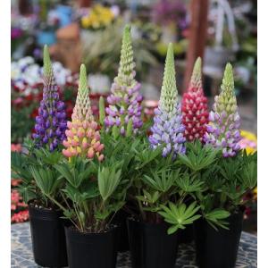 イングの森 花 苗 育て方 ルピナス その２ ハ ワ Yahoo ショッピング