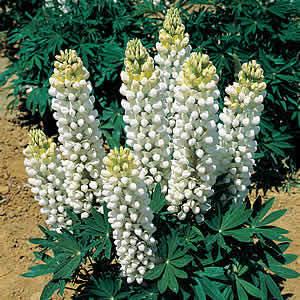 ルピナス 花 苗 昇り藤 春 ギャラリー ホワイト 1株 ノボリフジ 宿根草 イングリッシュガーデン プランター 花壇