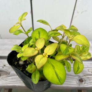 クリスマスローズ 花 苗 春 冬 ヘレボルス チベタヌス 鉢植え 2年生