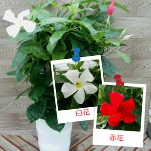 イングの森 花 苗 育て方 マンデビラ 鉢植え向きの花木 その２ Yahoo ショッピング