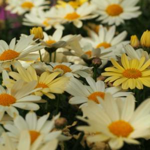 花 マーガレット デイジーの商品一覧 通販 Yahoo ショッピング