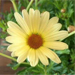 花の苗 花種類 マーガレット 苗 花 ガーデニング 通販 Yahoo ショッピング