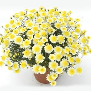 マーガレット 花 苗 鉢植え ソレミオ １株 宿根草 栄養系 アネモネ咲