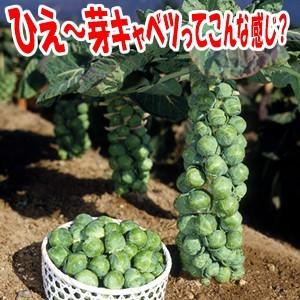 芽キャベツの苗 3株セット 冬野菜｜hanamankai