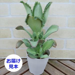 子宝草の花 花 ガーデニング の商品一覧 通販 Yahoo ショッピング