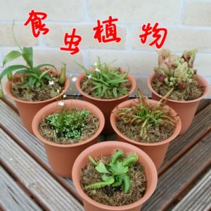 食虫植物 ハエトリソウ サラセニア モウセンゴケなど6種類から選べる 4号鉢 水苔処理 耐寒性 多年草 N Musikui イングの森 花 苗 球根 育て方 通販 Yahoo ショッピング