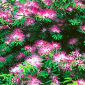 イングの森 花 苗 育て方 ネムノキ ねむの木 庭植え向きの花木 その１ Yahoo ショッピング
