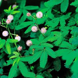 イングの森 花 苗 球根 育て方 ネムノキ ねむの木 庭植え向きの花木 その１ Yahoo ショッピング