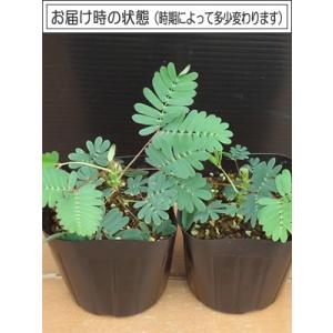 おじぎ草 オジギソウ 9cmポット苗 1株の詳細画像1