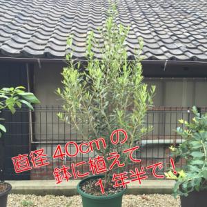 7月末までの価格・驚異の150%の成長力を見せ...の詳細画像3