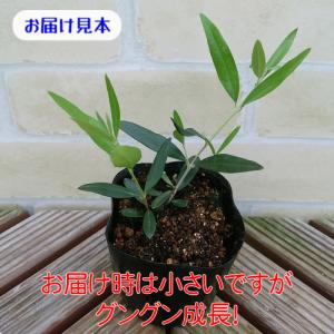 オリーブ ひなかぜ 9cmポット苗1株 常緑高...の詳細画像1