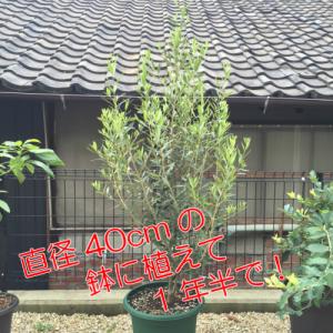 オリーブ ひなかぜ 9cmポット苗1株 常緑高...の詳細画像3