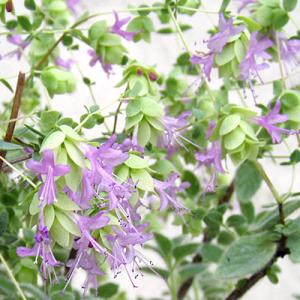 花オレガノ 苗の商品一覧 通販 Yahoo ショッピング