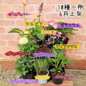 イングの森 ・ オススメ花苗セット・ 10品種...の詳細画像2