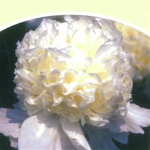イングの森 花 苗 育て方 シャクヤク 芍薬 ピオニー その２ サ ノ Yahoo ショッピング