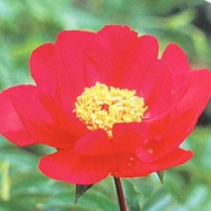 芍薬 苗 クイーンウィルヘルミナ 1株 / シャクヤク苗 シャクヤクの苗