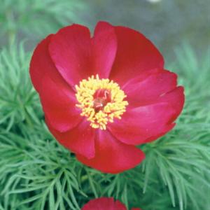 イングの森 花 苗 育て方 シャクヤク 芍薬 ピオニー その２ サ ノ Yahoo ショッピング