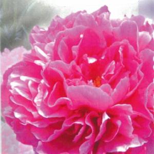 イングの森 花 苗 育て方 シャクヤク 芍薬 ピオニー その２ サ ノ Yahoo ショッピング