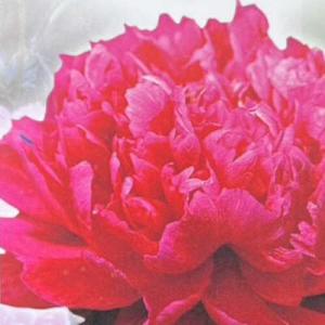 八重咲きスズラン （すずらんポット植え） ドイツスズラン : 日本花卉