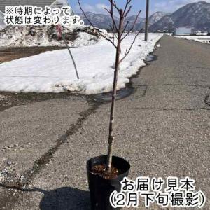 果樹苗 モモ 苗木 なつおとめ 桃大放出セール...の詳細画像1