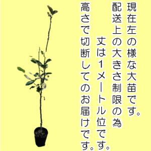 果樹苗 梨 [新高] 和梨大放出セール 2年〜...の詳細画像1