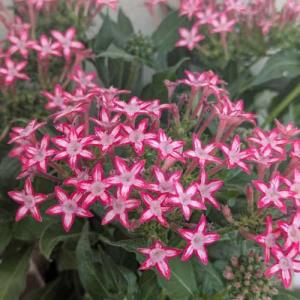 ペンタス ギャラクシーレッドスター 3号 (直径9cm) ポット苗 １株 寄せ植え ガーデン 花壇 鉢植え 花苗 赤