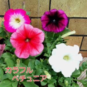 ペチュニア バカラ 4色から選べます 寄せ植え 季節の花苗 イングリッシュガーデンに｜hanamankai