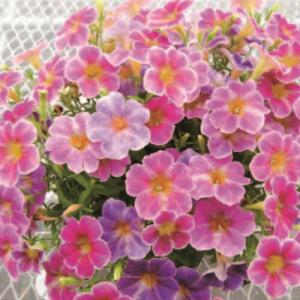 ペチュニア 花ことば 3.5号（直径10.5cm）ポット苗 1株 寄せ植え 季節の花苗 イングリッシュガーデンに