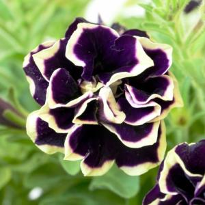 ペチュニア 花 苗 ペチニア 華みやび 9cmポ...の商品画像