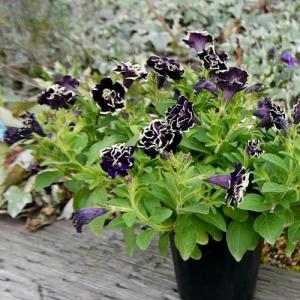 ペチュニア 花 苗 ペチニア 華みやび 9cm...の詳細画像1