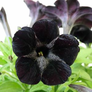 アガパンサス 花 苗 宿根草アフリカヌス ビッタータス 直径15cmポット