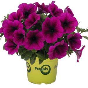 ペチュニア ポッチュニア パープル 3号（直径9cm）ポット苗　1株 寄せ植え 季節の花苗 イングリッシュガーデンに
