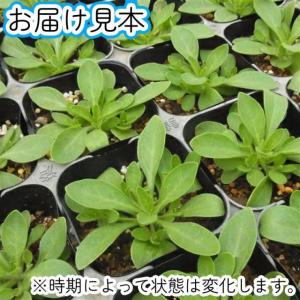 ペチュニア ポッチュニア パープル 3号(直径...の詳細画像1