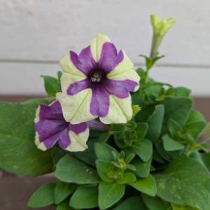 ペチュニア シェイク グレープベリー 3号（直径9cm）ポット苗 1株 花苗 園芸 花壇 庭植え 寄せ植え 季節の花苗 イングリッシュガーデンに