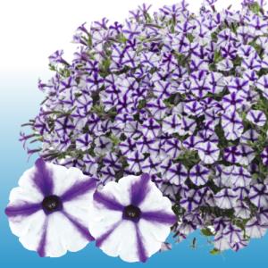 イングの森 花 苗 育て方 ペチュニア その３ ハ ワ Yahoo ショッピング