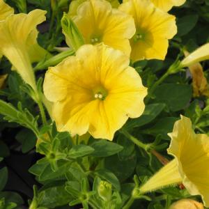 雅*谷様 山野草　礼文アツモリソウ　黄花系　花芽1葉芽2　14-① 礼文アツモリソウ 花1芽株 : 岩崎園芸ネットストア Yahoo店 - 通販