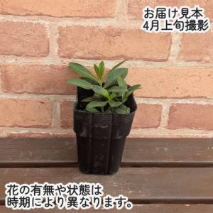うどん粉病に強い フロックス ソフトピンク 3...の詳細画像1