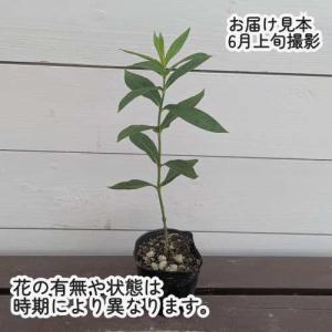 宿根フロックス ジュニオールダンス 3号(直径...の詳細画像1