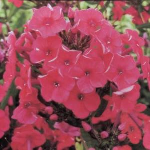 宿根フロックス ユニークレッド 3号（直径9cm）ポット苗 １株 耐寒性 多年草 寄せ植え ガーデン 花壇 鉢植え 花苗 赤 レッド