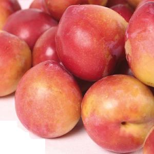 すもも(プラム)苗木 ハリウッド（紅葉すもも） : 植物・園芸専門店 花