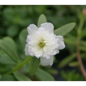 金のなる木 5号鉢（直径15cm） フチベニベンケイ 花月 成金草 多肉植物
