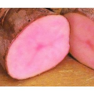 じゃがいも ジャガイモ の苗 ノーザンルビー 安心発芽済み １株 12cmポット N Potato Nzruby イングの森 花 苗 育て方 通販 Yahoo ショッピング